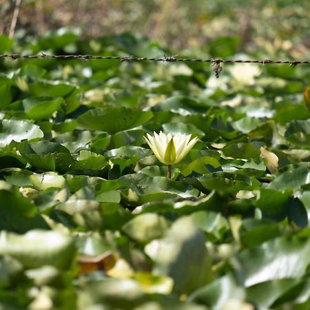 Srīnagar Green View Group Of Houseboats酒店 外观 照片